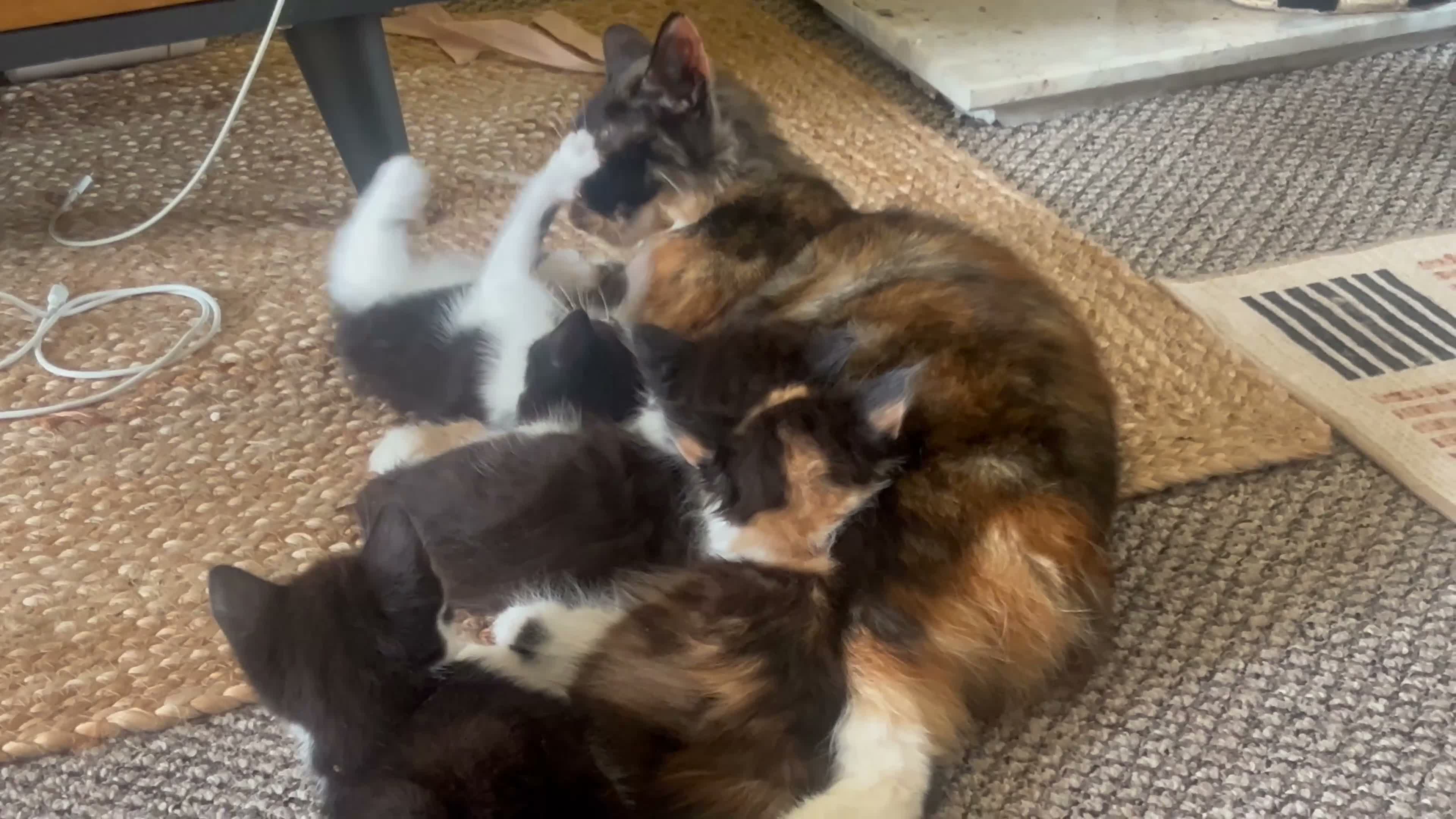 Mixed Breed cats for sale: Gorgeous kittens  in Liverpool - Video 1
