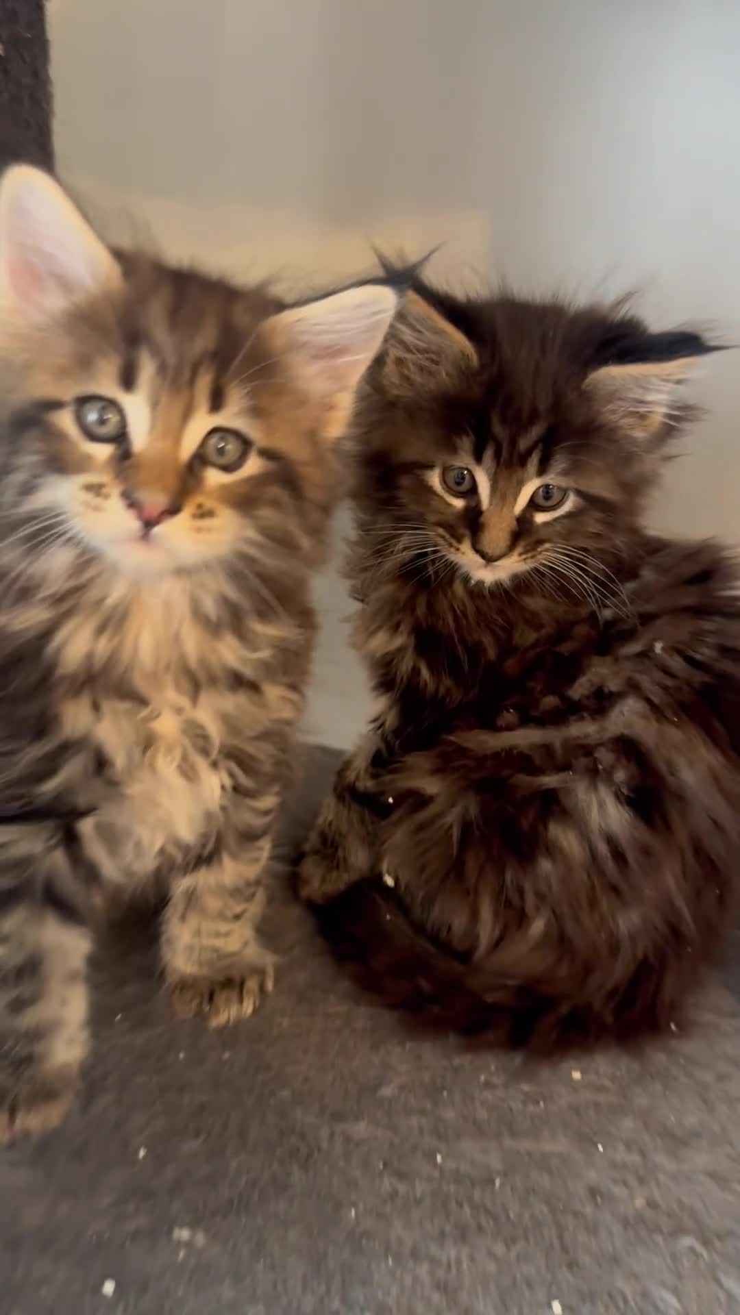 Maine Coon cats for sale: Maine Coon Kittens 🖤 Aberdeen, Scotland  - Video 2