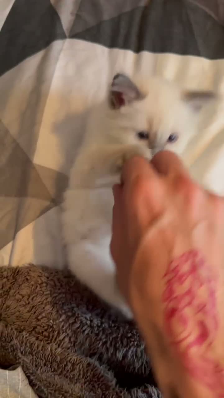 Ragdoll cats for sale: Blue point ragdoll - Video 2
