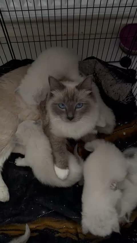 Ragdoll cats for sale: Ragdoll kittens looking for forever homes🐾🤍 - Video 2