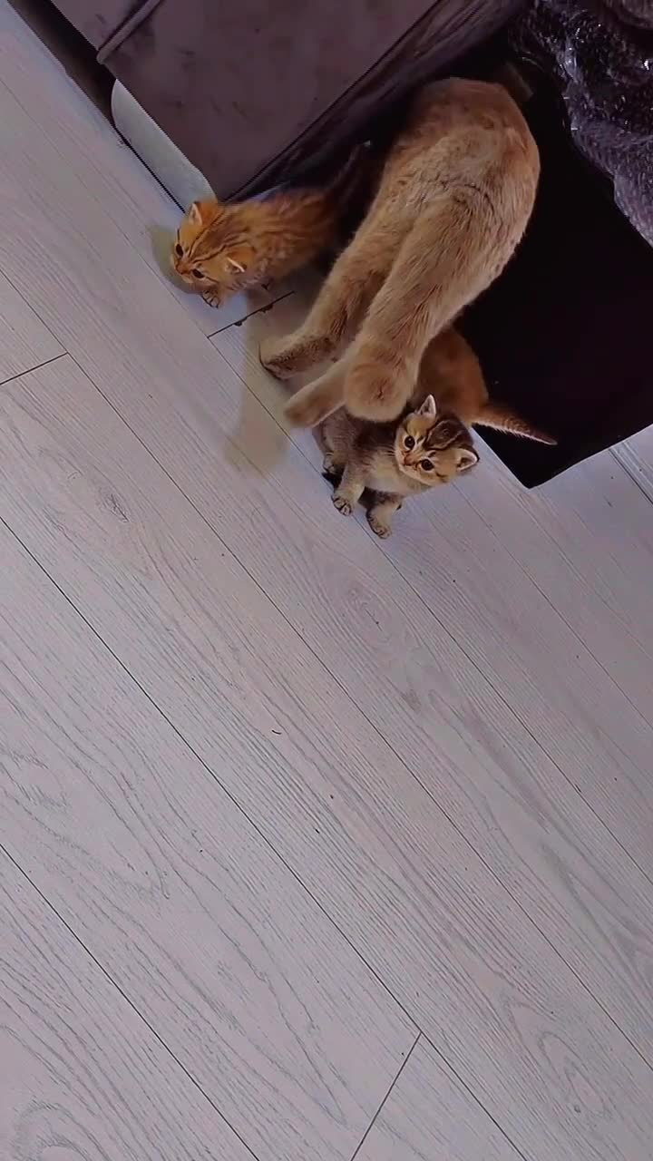 British Shorthair cats for sale: Rare black golden shaded  - Video 1