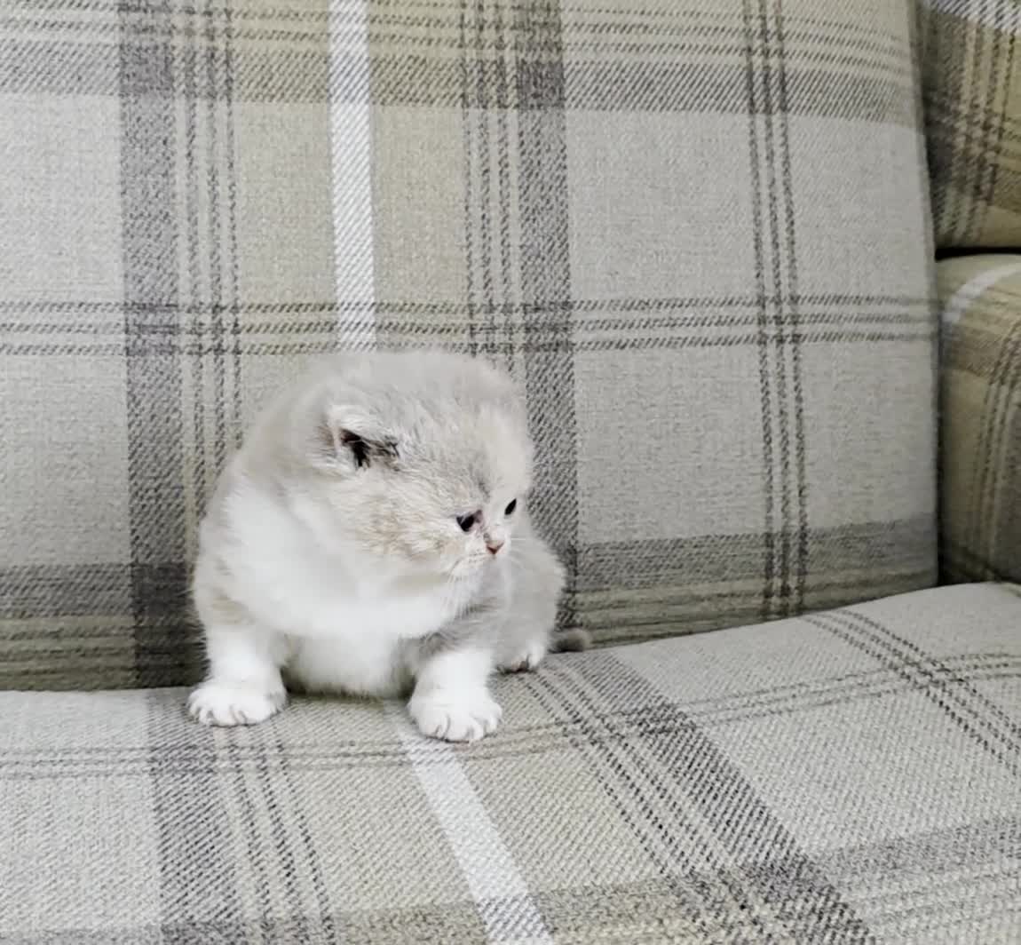 British Shorthair cats for sale: Exceptional GCCF British Shorthair Kittens  - Video 3