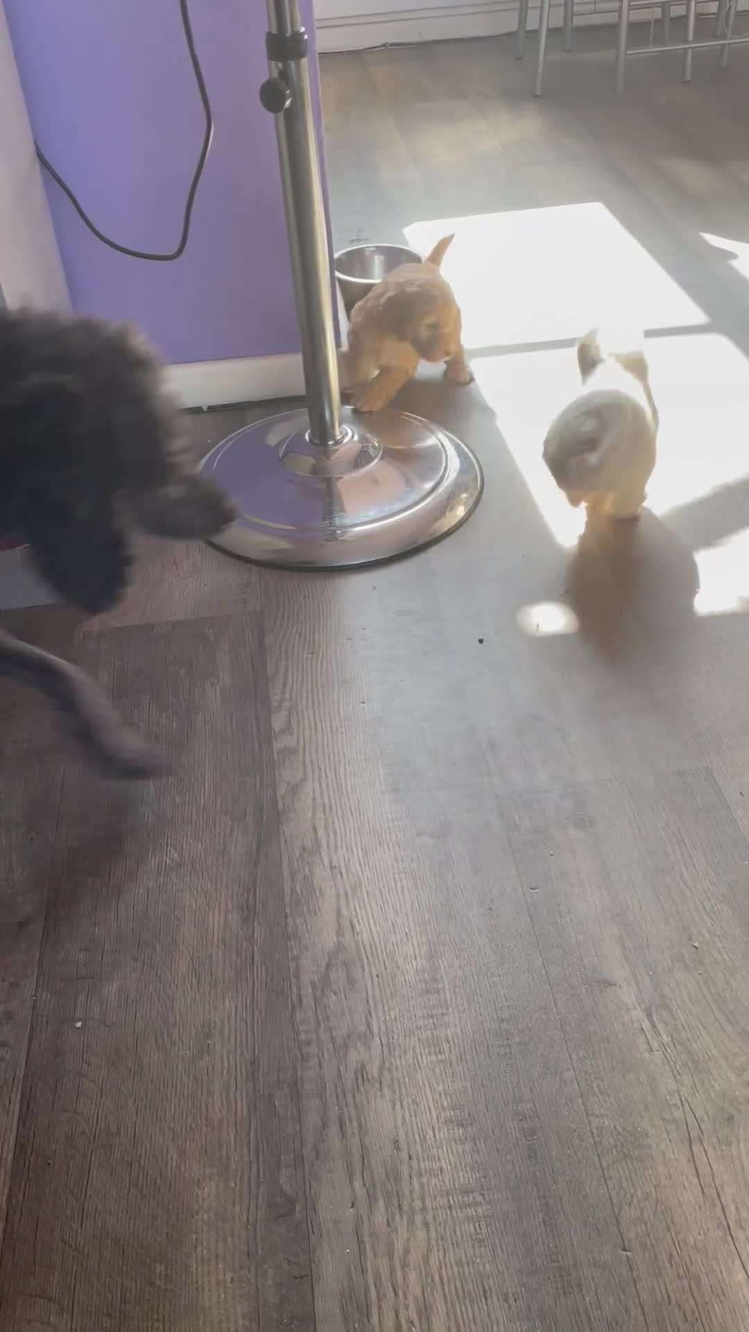 Cockapoo dogs for sale: Cockerpoos - Video 2