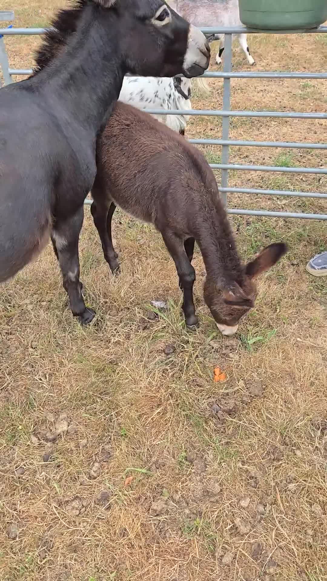 Donkey livestock for sale: Miniature Mediterranean Donkey Colt - Video 1