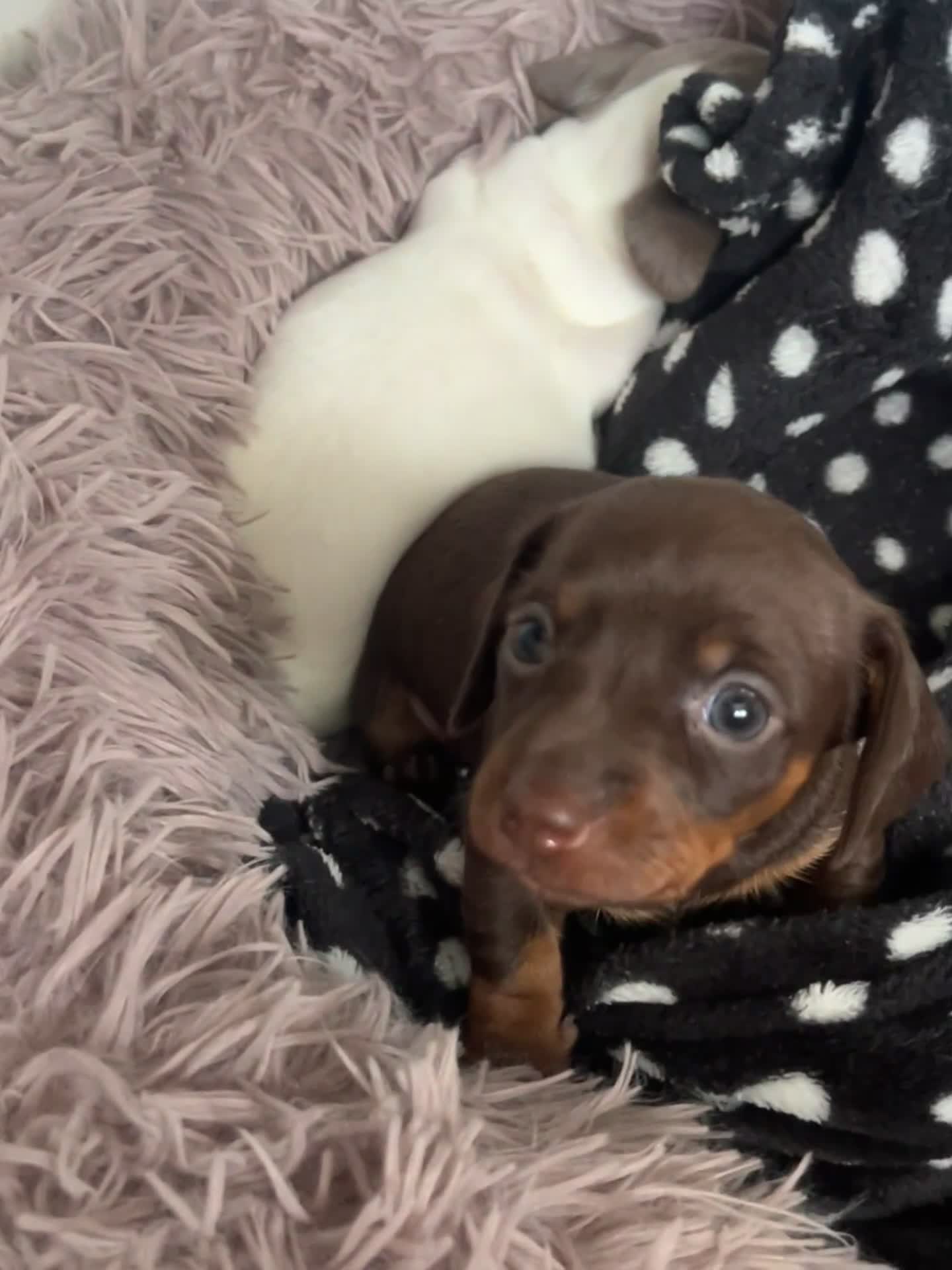 Miniature Dachshund dogs for sale: Miniature Dachshund Puppies  - Video 2