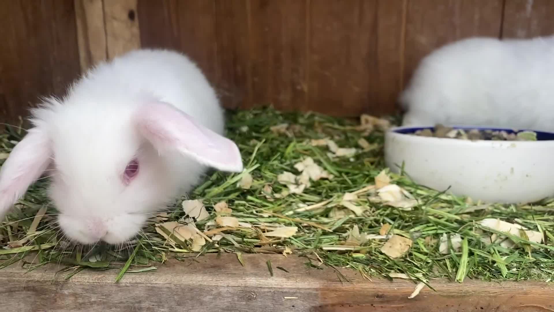 Mini Lop rabbits for sale: Mini lops ( Est since 2014 ) - Video 2