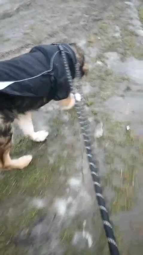 Mixed Breed dogs for adoption: 🐾 ADAM – a Lovely boy for a Loving Home🐾 in Nottingham - Video 1