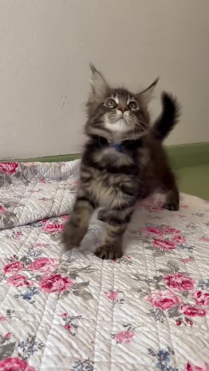 Maine Coon cats for sale: Full Maine Coon Kittens - Video 2