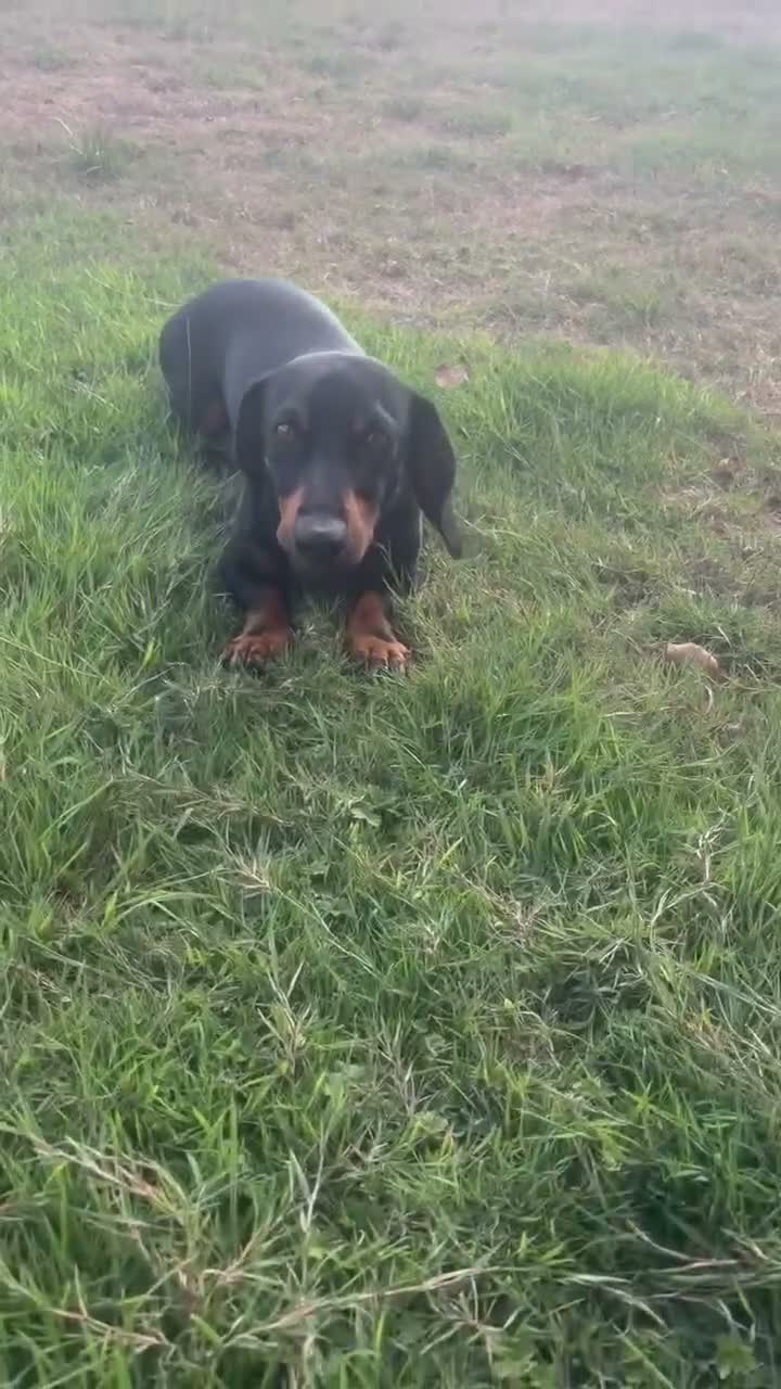 Dachshund dogs for sale: Scotty Dachshund  in Middlewich - Video 1