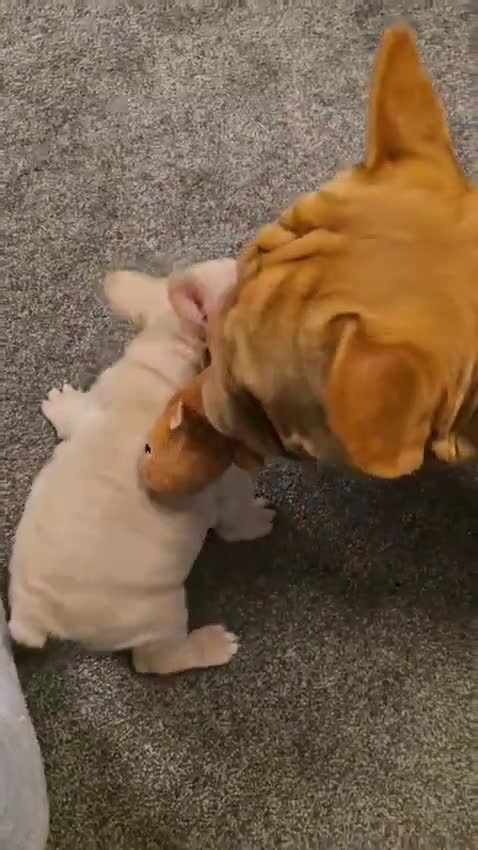 French Bulldog dogs for sale:  **  french bulldog  in Nottingham - Video 2