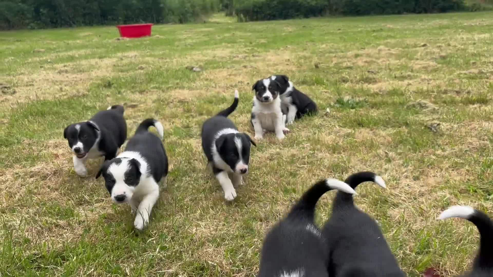 Border Collie dogs for sale: Border collie puppies for sale in Ashby-de-la-Zouch - Video 1