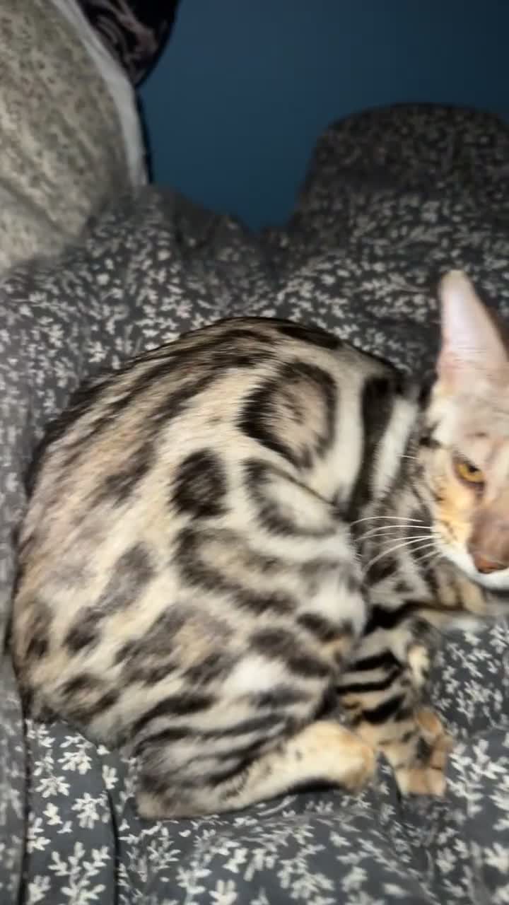Bengal cats for sale: silver female bengal  - Video 1