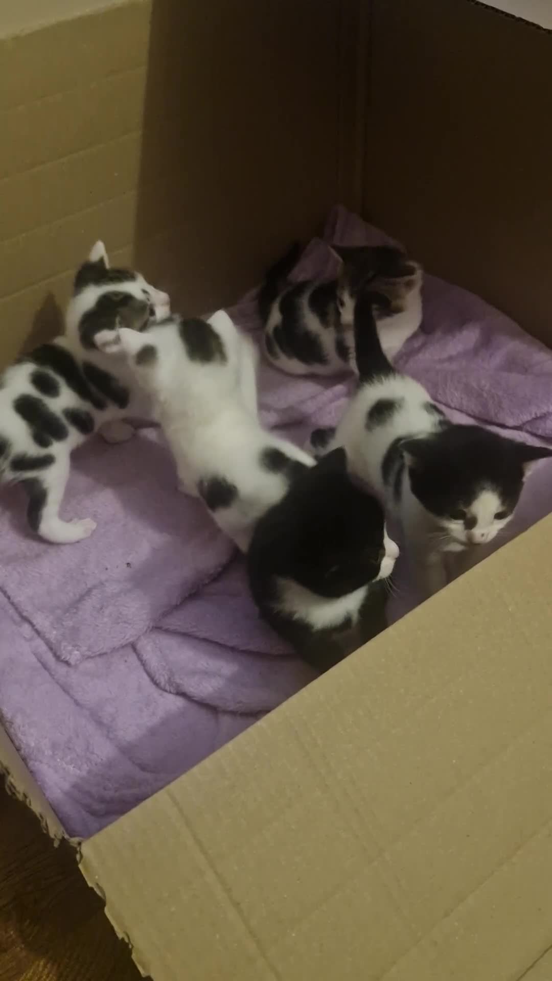 Mixed Breed cats for sale: Kittens for sale - Video 1