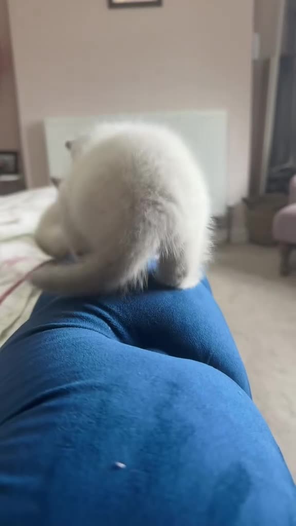 British Shorthair cats for sale: GCCF Pedigree British shorthair kittens  - Video 1