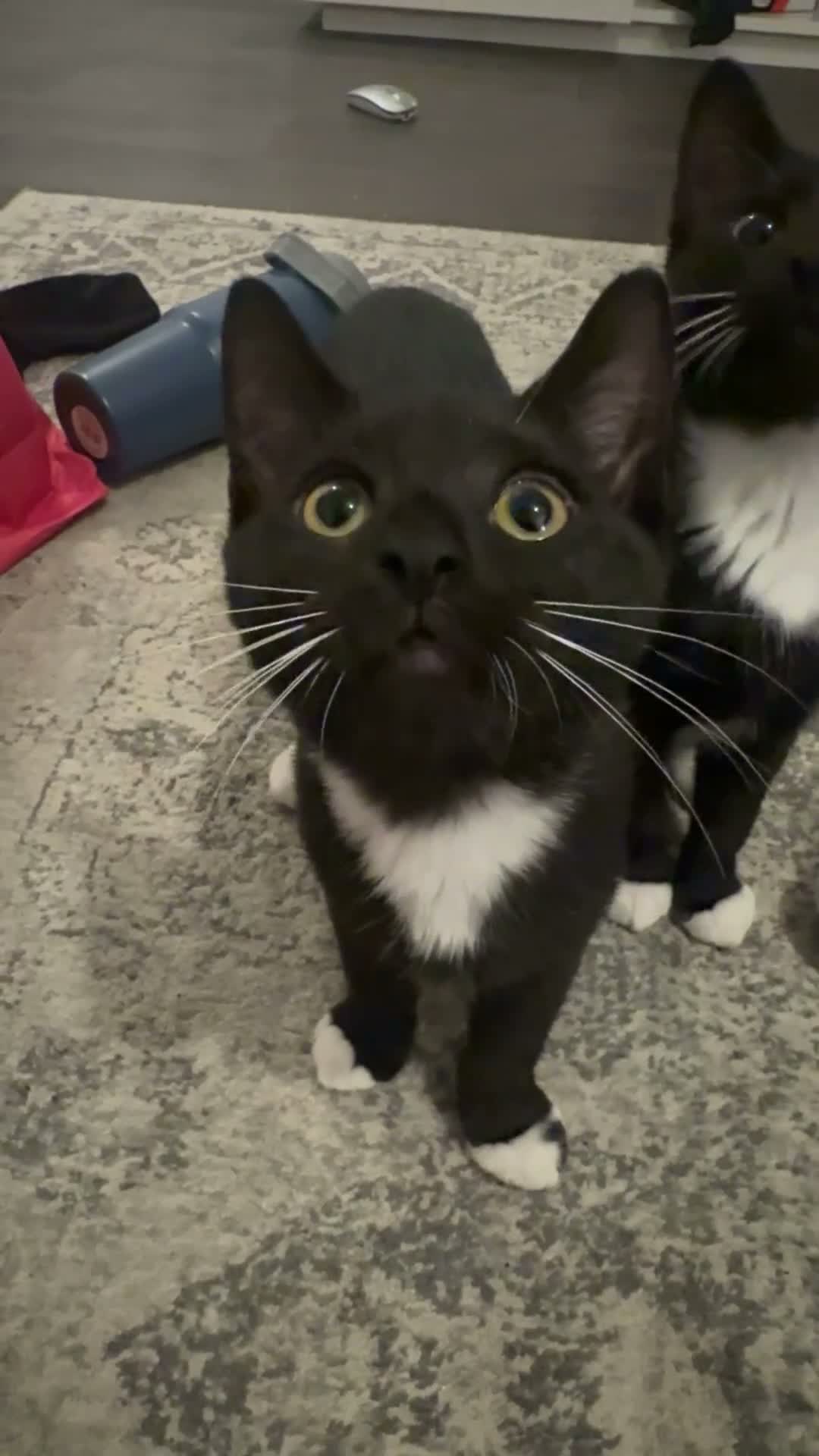 British Shorthair cats for sale: 2 Black and White Kittens - Video 1