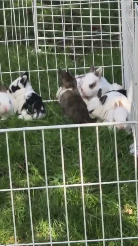 Mixed Breed rabbits for sale: My baby rabbits are toilet trained.🥰 - Video 1
