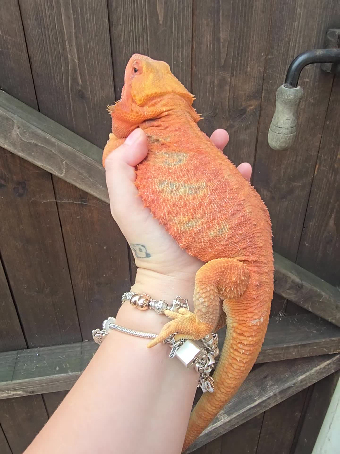 Bearded Dragon reptiles for sale: Red bearded dragon large set up - Video 1