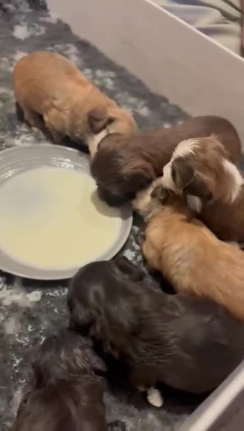 Havanese dogs for sale: Beautiful Havanese puppies - Video 2