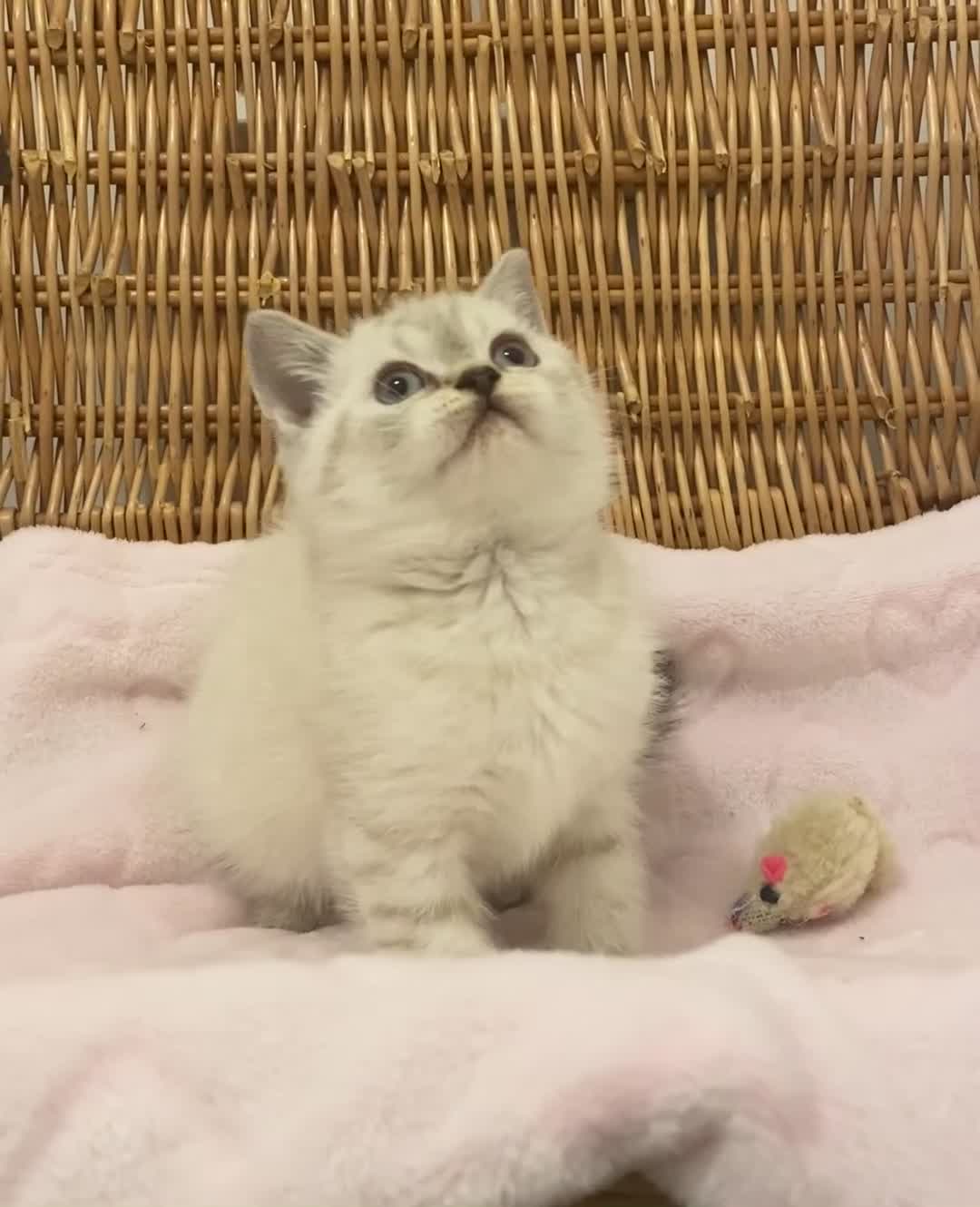 British Shorthair cats for sale: 🧸EXCEPTIONAL QUALITY PURE BREED BSH TEDDY BEARS🧸 - Video 3