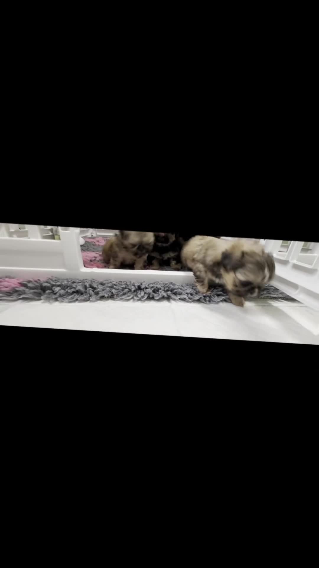 Shih Tzu dogs for sale: Imperial Shih Tzu puppies  - Video 1