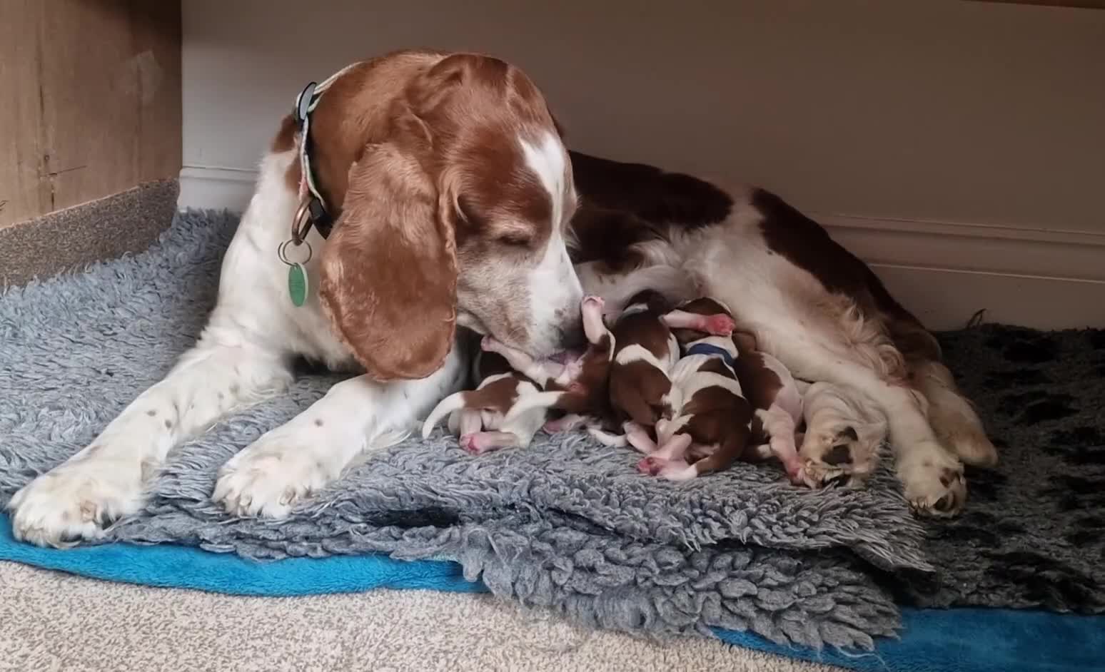 Welsh Springer Spaniel dogs for sale: Quality Welsh Springers | Exceptional homes only. - Video 1