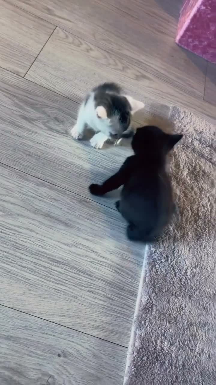 Mixed Breed cats for sale: 2 adorable kittens  - Video 1