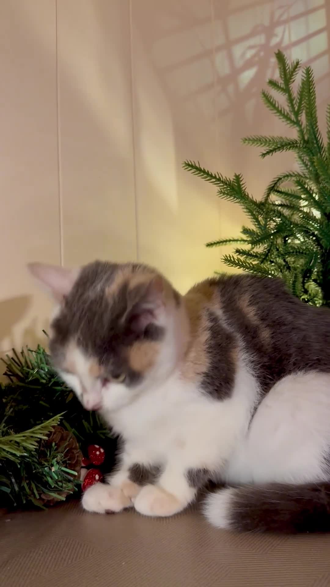 Mixed Breed cats for sale: Three lovely cats looking for home - Video 3