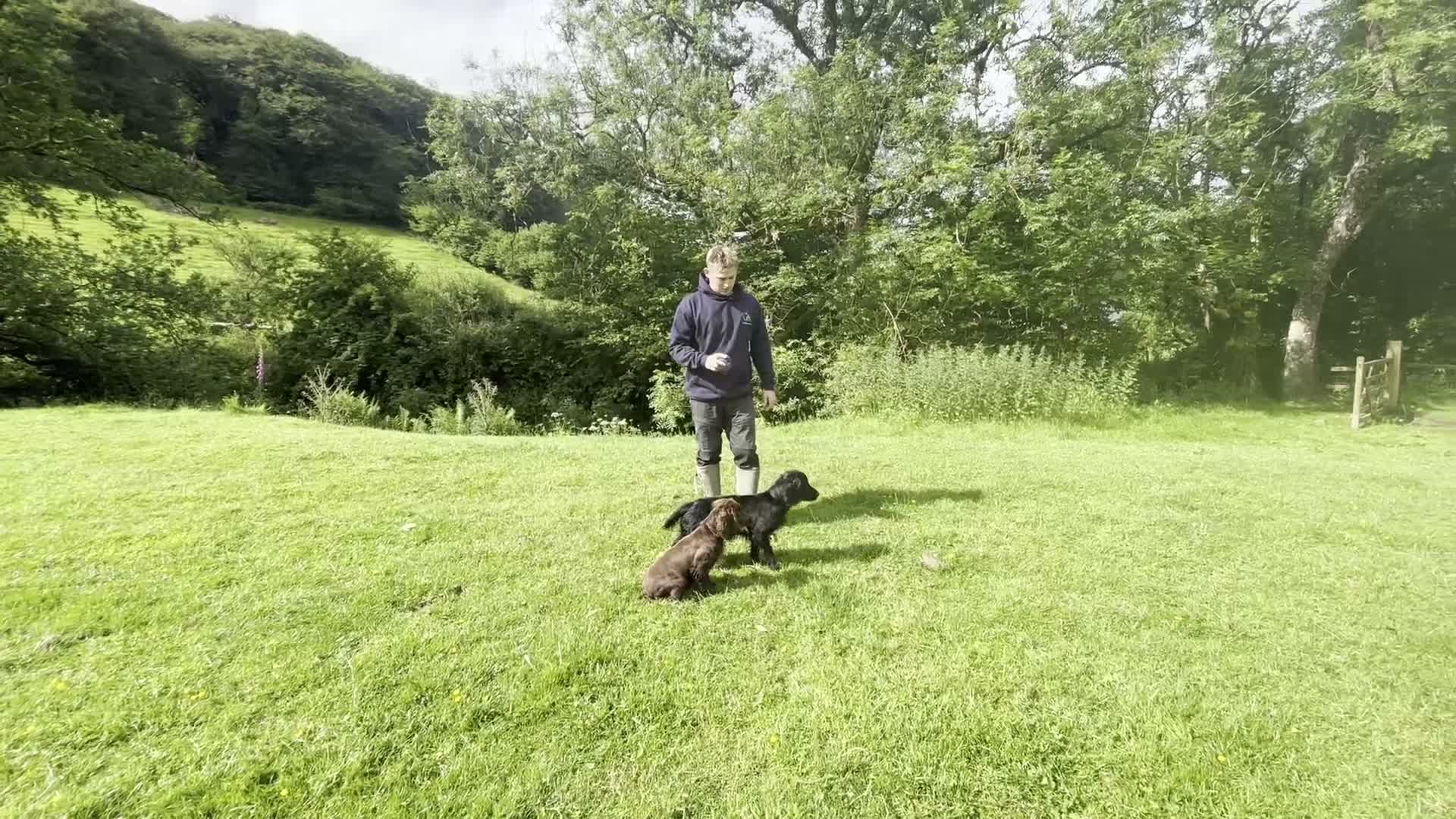 Cocker Spaniel dogs for sale: Gorgeous Working Cocker Spaniel Puppies 🐾 - Video 4