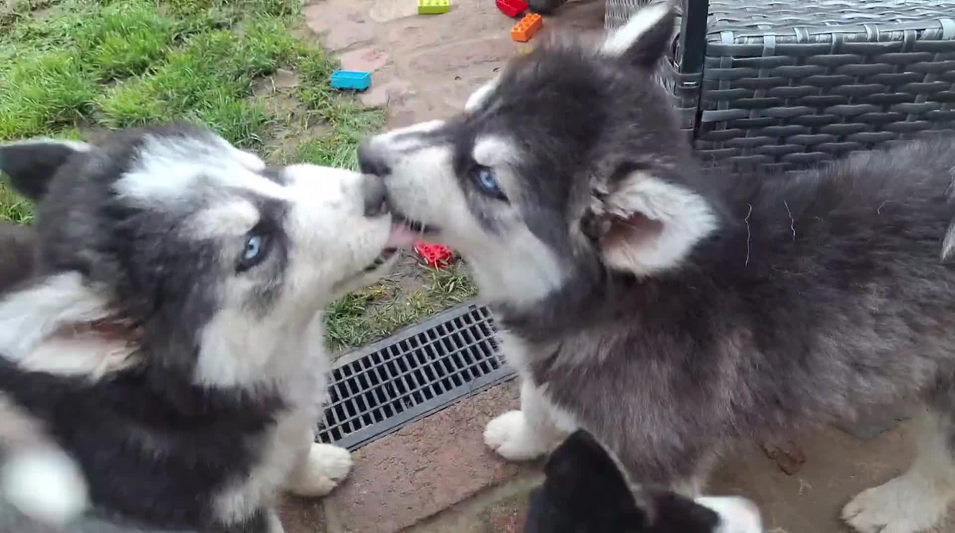 Pomsky dogs for sale: ❤️ G E O R G E O U S POMSKY PUPPIES READY TODAY ❤️ - Video 3