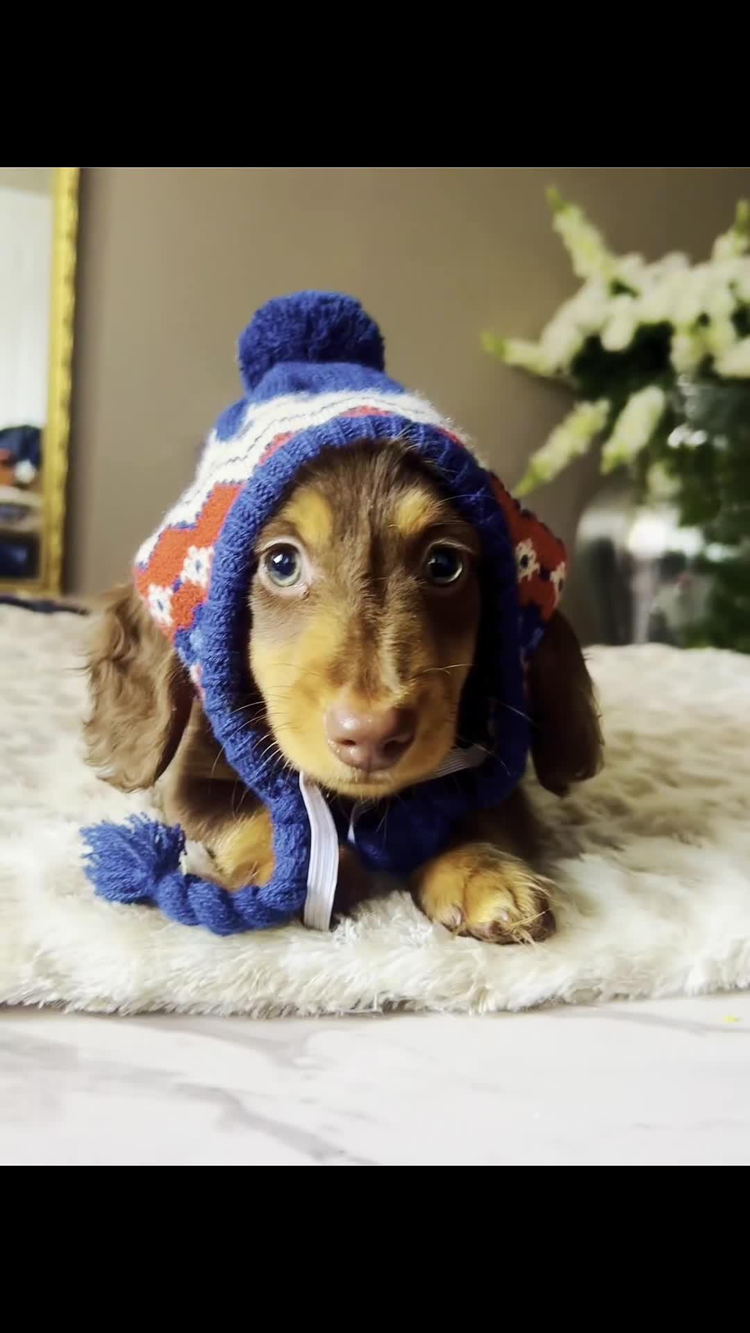 Miniature Dachshund dogs for sale: Reduced Price - Beautiful Longhair Boys Available - Video 2