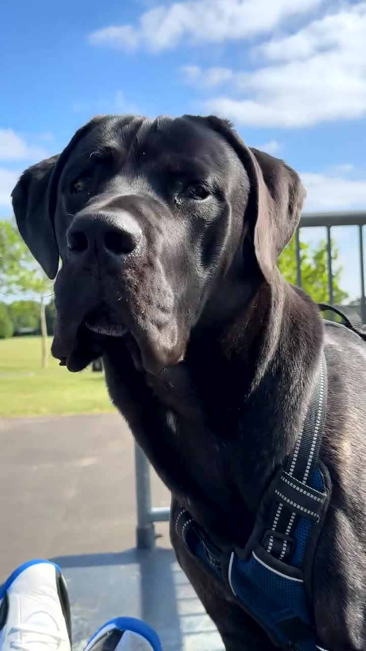Cane Corso dogs for stud: Stud dog  - Video 2
