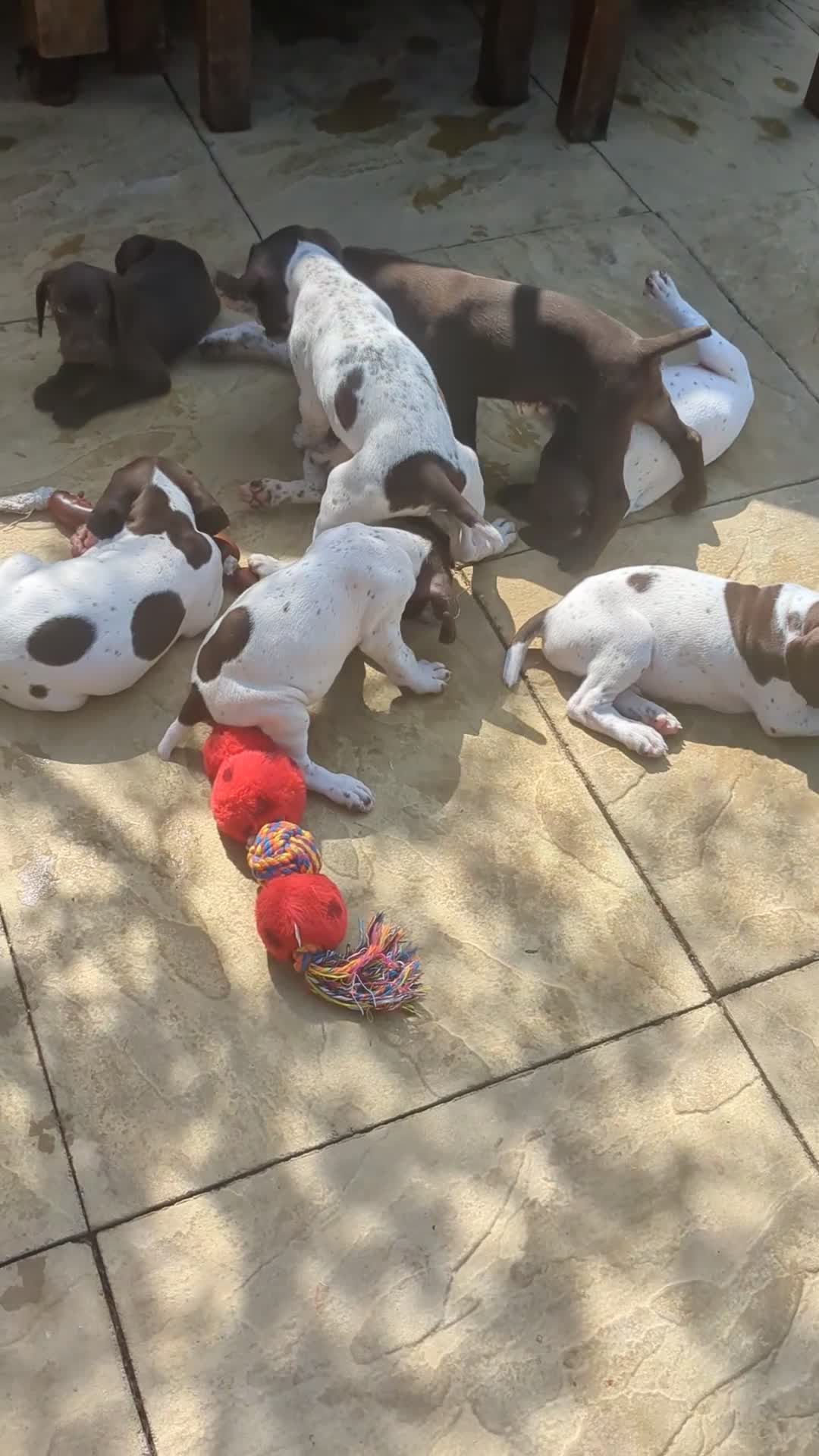 German Shorthaired Pointer dogs for sale: Beautiful German short haired pointer puppy's  - Video 2