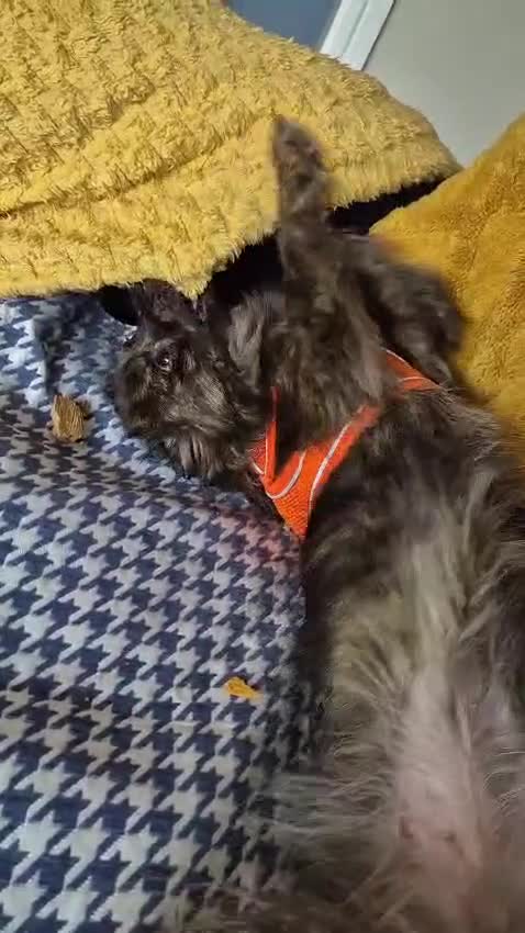 Mixed Breed dogs for adoption: 💖🐶 TWIGGY – A Happy Little Spirit🐶💖 - Video 4