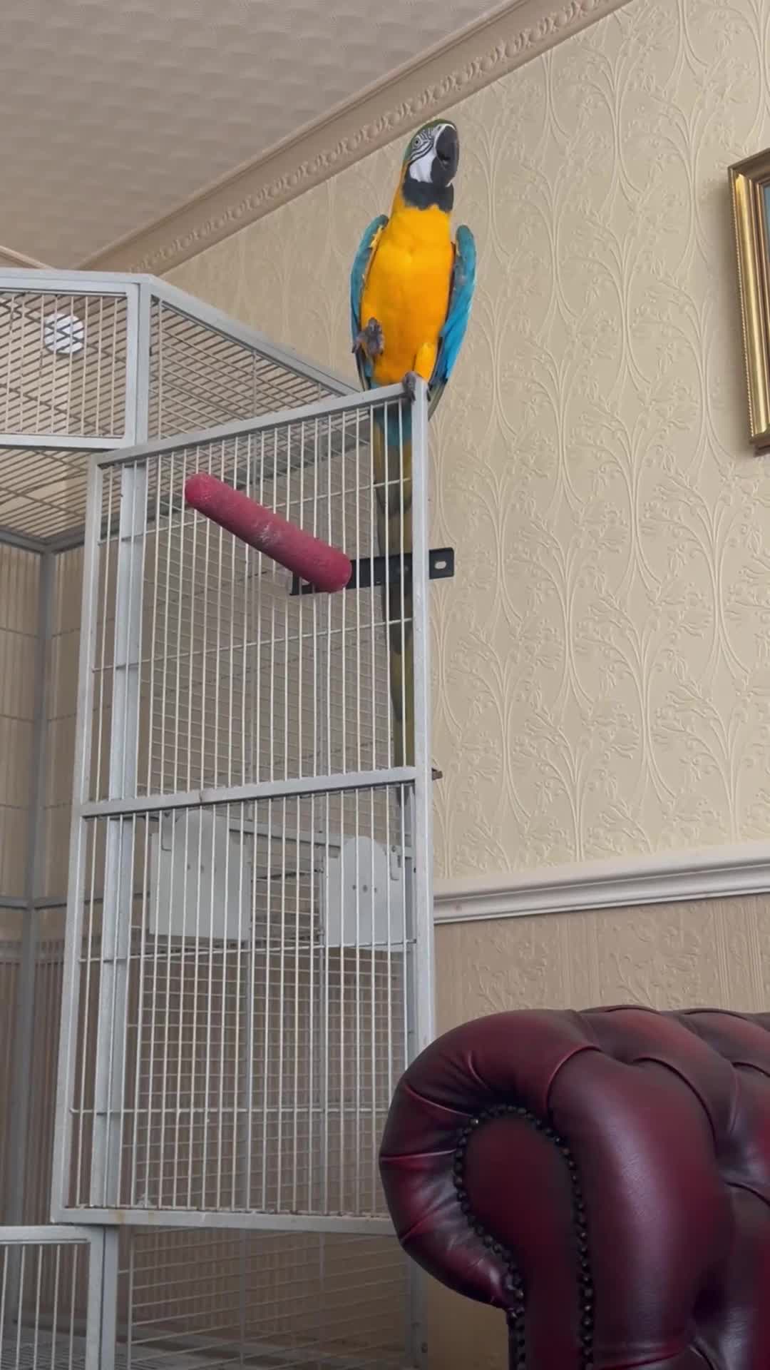 Macaws birds for sale: Blue and gold macaw  - Video 1