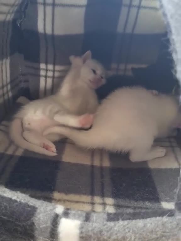 Mixed Breed cats for sale: 3 kittens For sale 2 boys one girl - Video 1