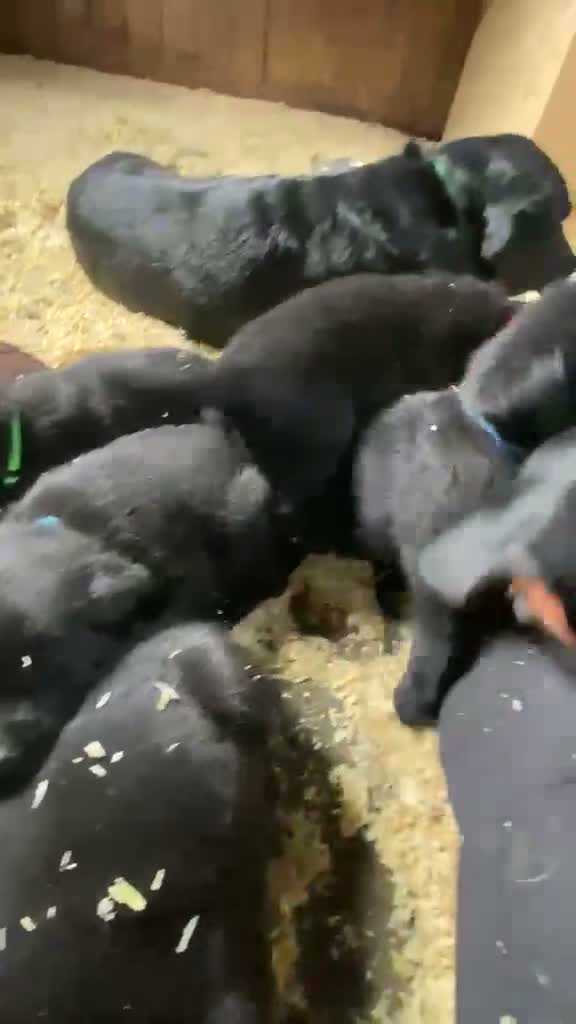 Labrador Retriever dogs for sale: Beautiful Black Labrador Puppies - Video 2