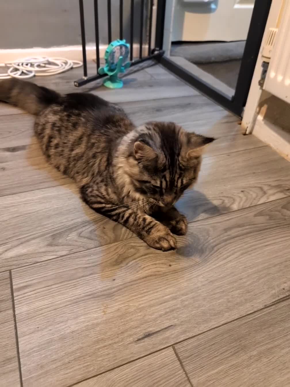 Maine Coon cats for sale: Mainecoon - Video 1