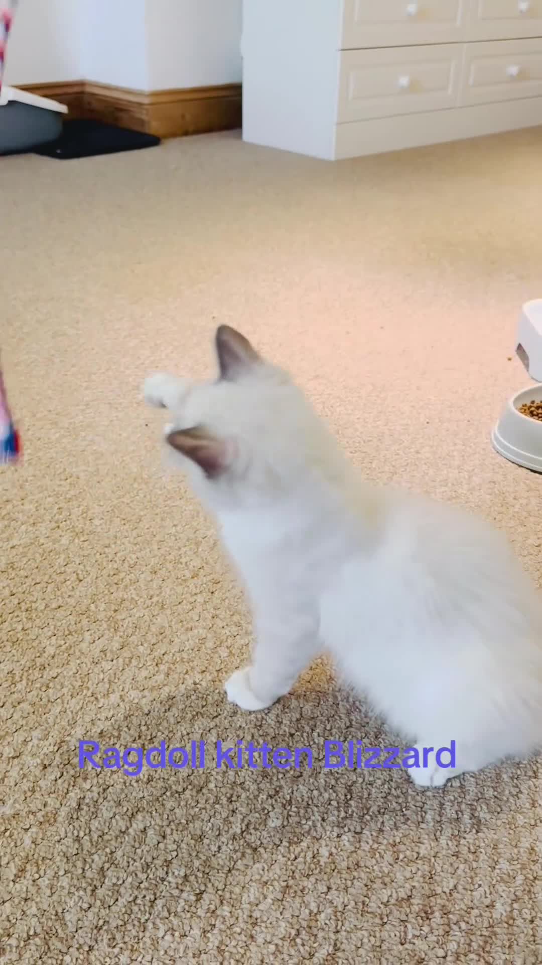 Ragdoll cats for sale: GCCF RAGDOLLS  - Video 2