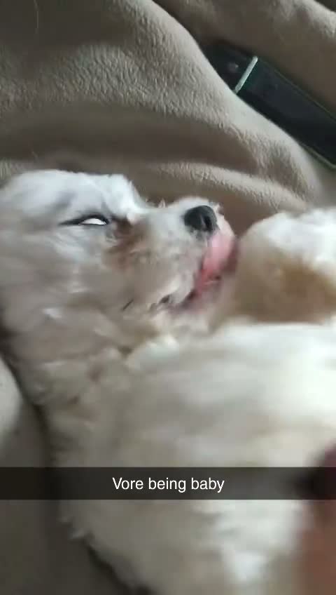 Cava Tzu dogs for sale: 16 month cava-tzu in Darwen - Video 1