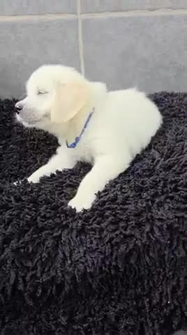 Golden Retriever dogs for sale: Beautiful golden retriever pups  - Video 1