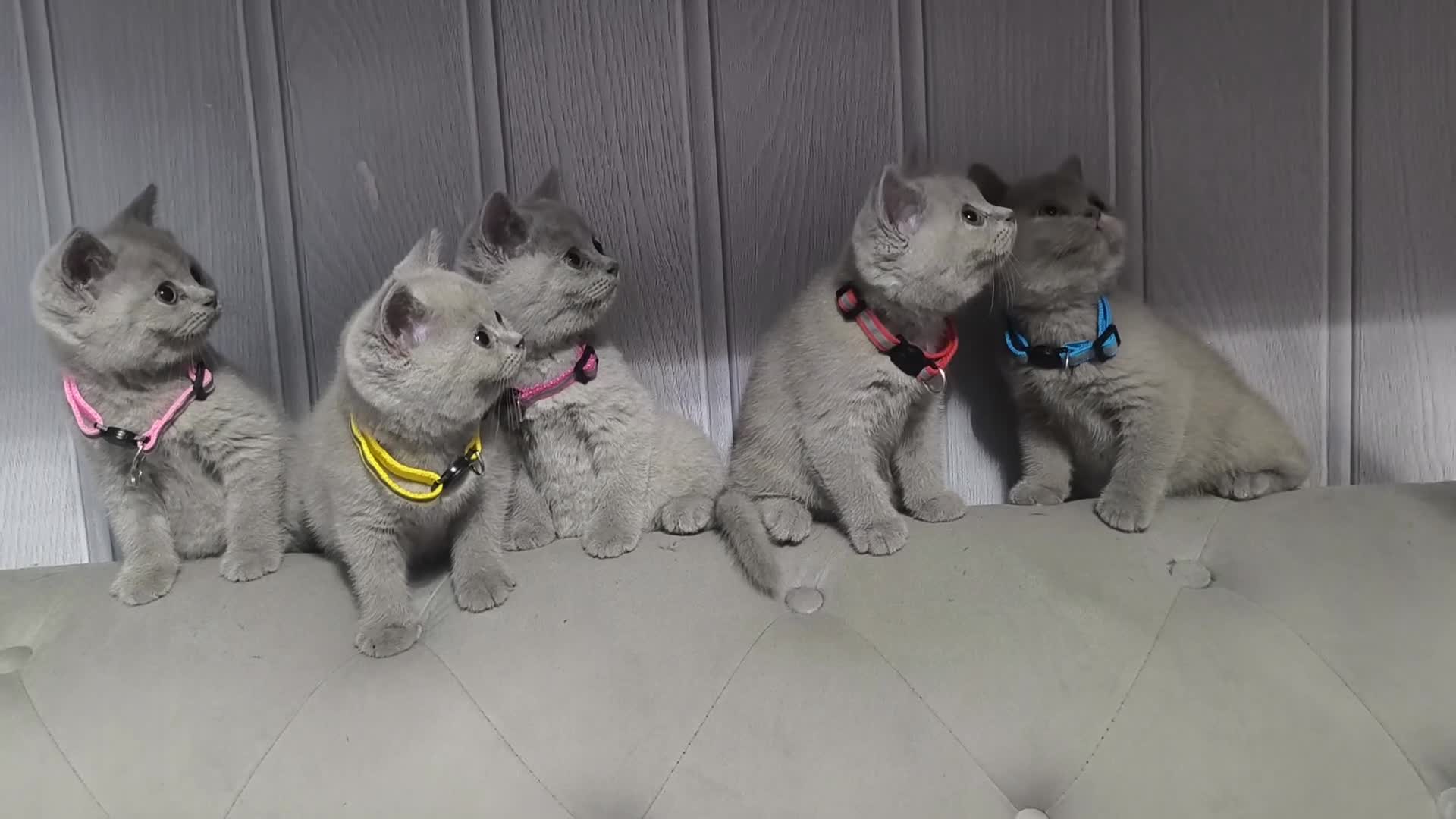 British Shorthair cats for sale: Stunning lilac kittens - Video 1