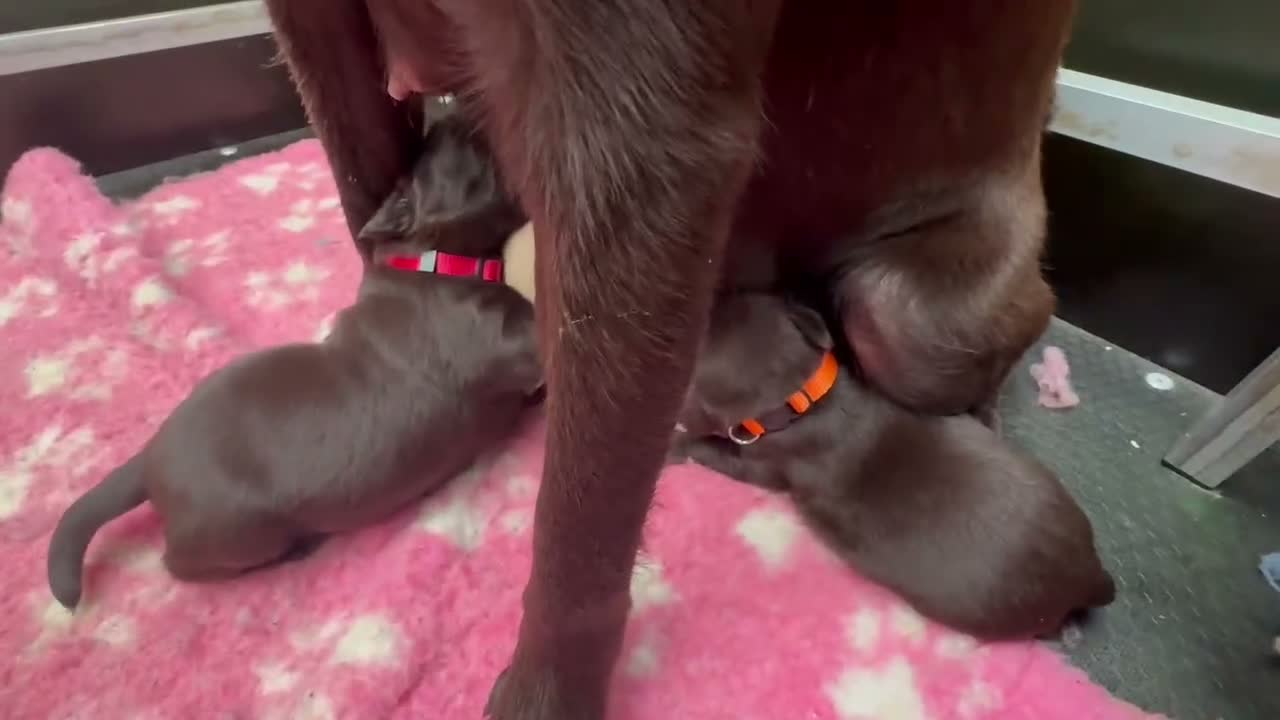 Labrador Retriever dogs for sale: KENNEL CLUB REGISTERED CHOCOLATE LABRADOR PUPPIES  - Video 1
