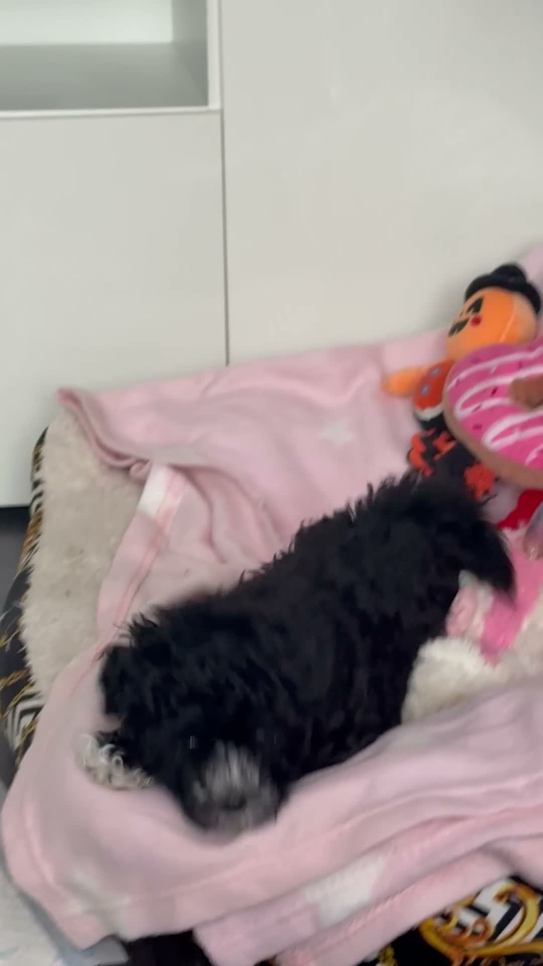 Maltipoo dogs for sale: 💖Maltipoo Baby Girl 💖 - Video 3