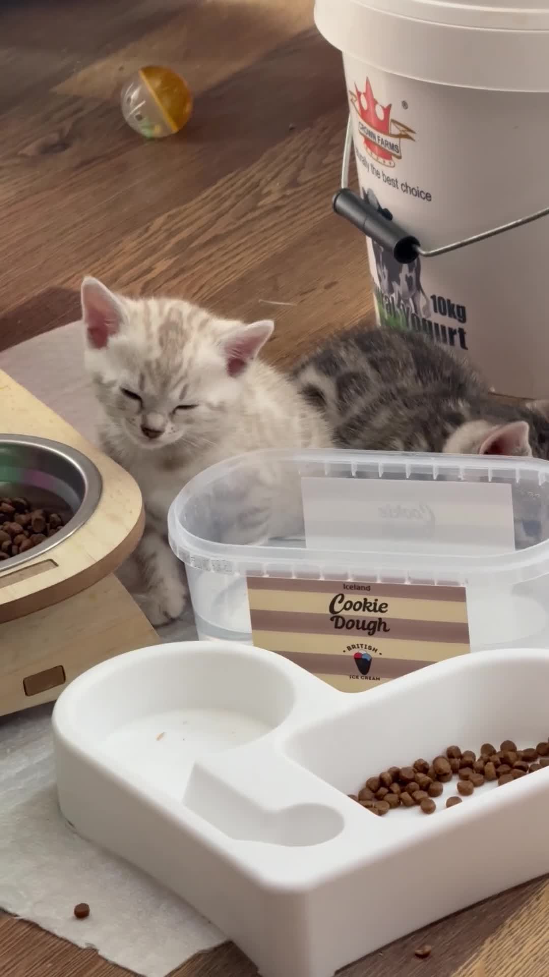 Bengal cats for sale: Beautiful Bengal Kittens – Ready Soon 🐾 in London - Video 1
