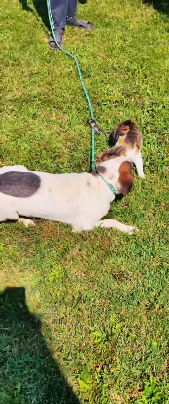 Mixed Breed dogs for adoption: Our lovely Elsie is looking for her forever home - Video 1