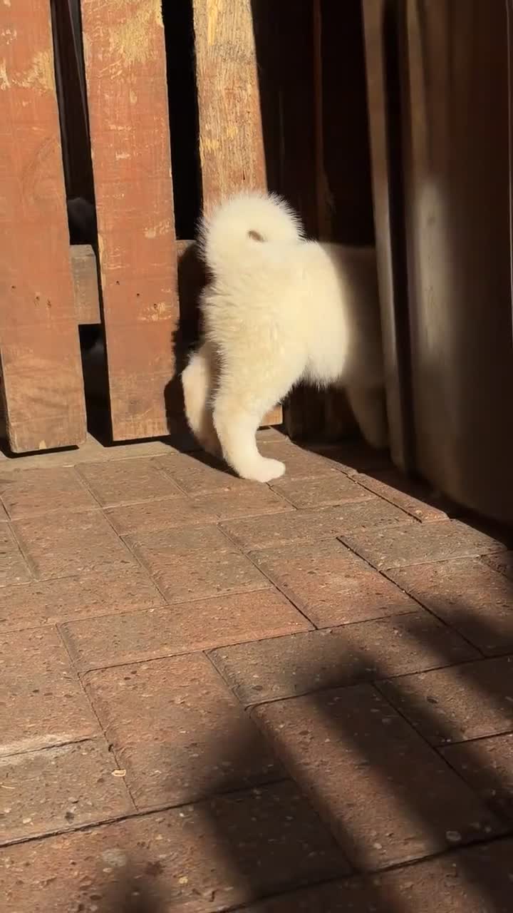 Akita dogs for sale: Beautiful Akita puppies looking for a new home  - Video 1