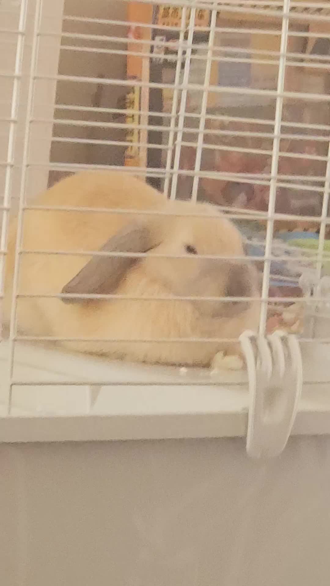 English Lop rabbits for sale: 8 month old female rabbit - Video 1