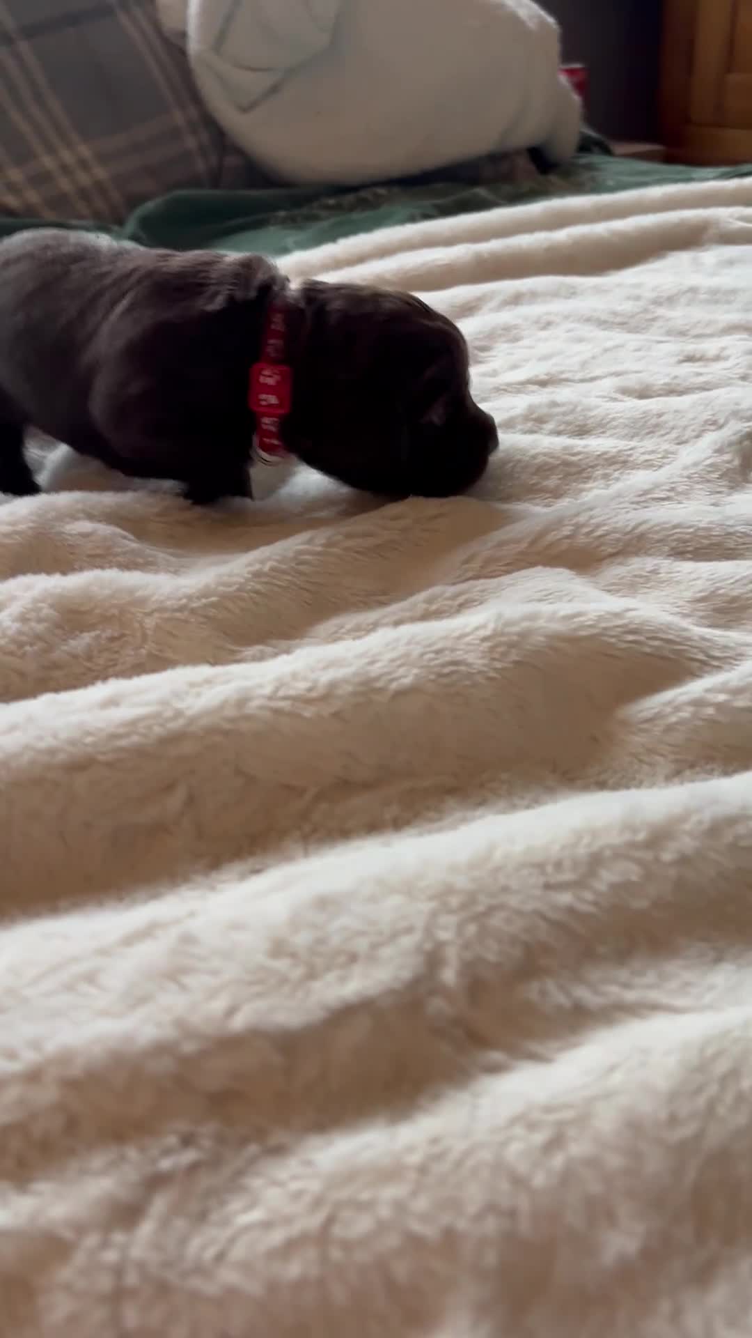 Cockapoo dogs for sale: 🍫🐶1 Female Pup Left-F1b Chocolate Cockapoo🐶🍫  - Video 3