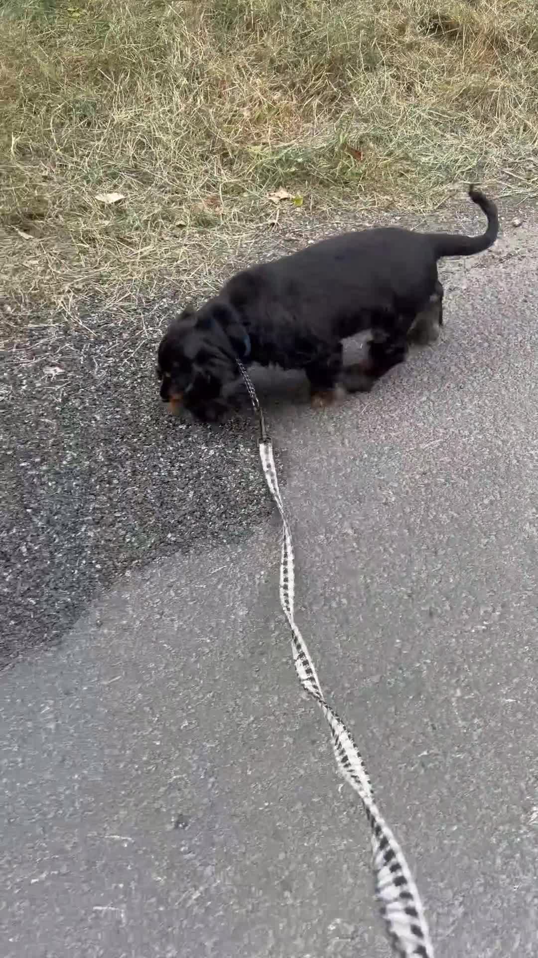 Cocker Spaniel dogs for sale: Last remaining Stunning KC show Cocker  - Video 1