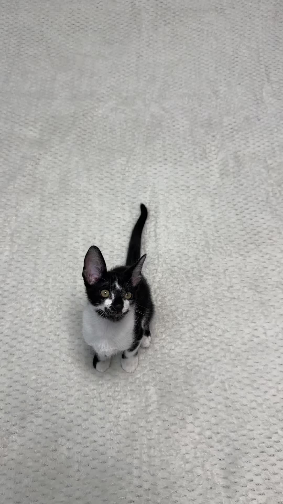 Mixed Breed cats for sale: ✨Cornish Rex Kittens Ready for New Homes Now✨ - Video 3